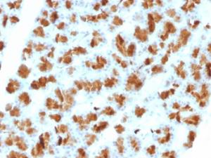 Anti-CELA3B Mouse Monoclonal Antibody [clone: CELA3B/1257]