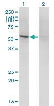 Anti-CD84 Mouse Monoclonal Antibody [clone: 3G10]