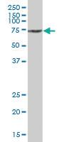 Anti-SAMHD1 Mouse Polyclonal Antibody