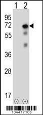 Anti-USP2 Rabbit Polyclonal Antibody