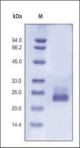 The purity of rh IL6 was determined by DTT-reduced (+) SDS-PAGE and staining overnight with Coomassie Blue.