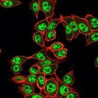 Immunofluorescent analysis of PFA fixed HeLa cells stained with Anti-Y14 Antibody [PCRP-RBM8A-1B4] followed by Goat Anti-Mouse IgG (CF&#174; 488) (Green) Counterstain is Phalloidin-CF&#174; 640A (Red)