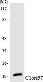 Western blot analysis of the lysates from HUVEC cells using Anti-C1orf57 Antibody