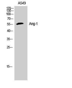 Western blot analysis of A549, K562 cells using Anti-ANGPT1 Antibody