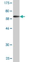 Anti-RASSF4 Mouse Monoclonal Antibody [clone: 1D5]