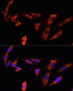 Antibody A309969-100 100 µl