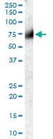 Anti-FGFR1 Goat Polyclonal Antibody