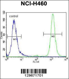 Anti-RASSF8 Rabbit Polyclonal Antibody (Biotin)