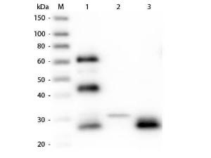 Rabbit-A-chicken IgG 2 mg