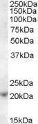 Anti-ASF1A antibody