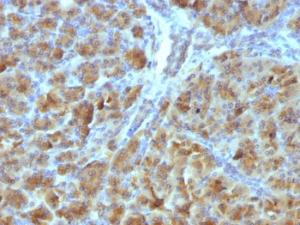 Anti-CELA3B Mouse Monoclonal Antibody [clone: CELA3B/1257]