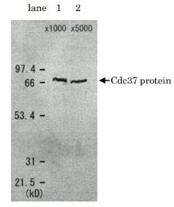 Anti-CDC37 Antibody