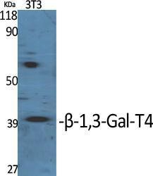 Anti-B3GALT4 Rabbit Polyclonal Antibody