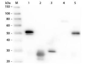 Rabbit IgG (H/L) antibody RHOD