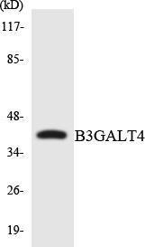 Western blot analysis of the lysates from 293 cells using Anti-B3GALT4 Antibody