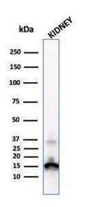 Western blot analysis of kidney tissue lysate using Anti-Transthyretin Antibody [CPTC-TTR-1]