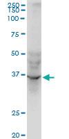 Anti-AVEN Mouse Monoclonal Antibody [clone: 2B10]