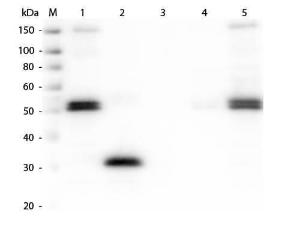 Rabbit-A-Rat IgG F(C) 1.5 mg