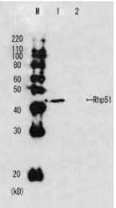 Anti-Rhp51 Antibod