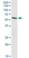 Anti-ACSF2 Mouse Polyclonal Antibody