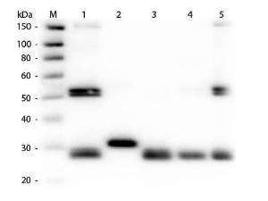 Rabbit-A-Rat IgG (H+L) 1 mg