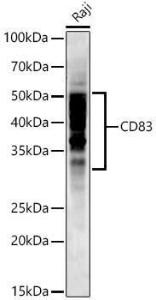 Antibody A308950-100 100 µl