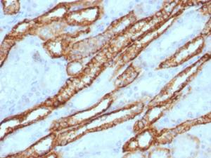 Anti-Cadherin 16 antibody