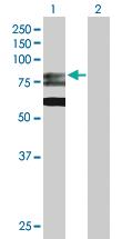 Anti-GMPS Rabbit Polyclonal Antibody