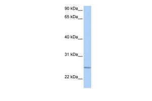 Anti-IFT27 Rabbit Polyclonal Antibody