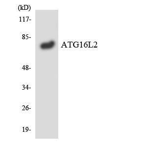 Western blot analysis of the lysates from RAW264.7 cells using Anti-ATG16L2 Antibody