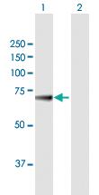 Anti-KLHL36 Mouse Polyclonal Antibody