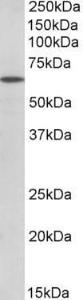 Anti-POU6F2 Antibody (A82820) (0.3µg/ml) staining of Mouse Eye lysate (35µg protein in RIPA buffer). Primary incubation was 1 hour. Detected by chemiluminescence.