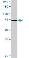 Anti-GMPS Rabbit Polyclonal Antibody