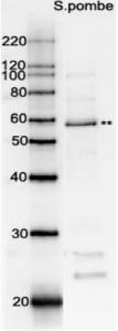 Anti-Rad22 Antibod