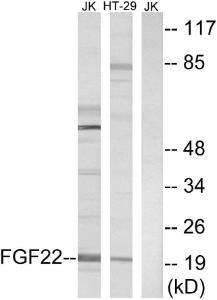 Anti-FGF22 Rabbit Polyclonal Antibody