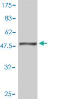 Anti-MBD5 Mouse Polyclonal Antibody