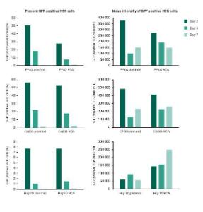 Transfection efficiency with supercoiled plasmid vs RCA derived DNA