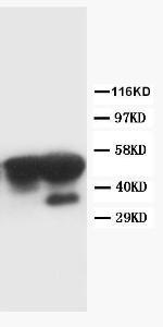 Anti-Cyclin A Mouse Monoclonal Antibody [clone: CY-28]