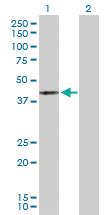 Anti-MAPK13 Rabbit Polyclonal Antibody