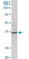 Anti-AVEN Mouse Monoclonal Antibody [clone: 2B10]