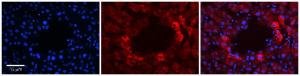 Anti-IFT27 Rabbit Polyclonal Antibody