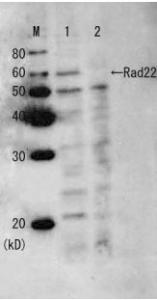 Anti-Rad22 Antibod