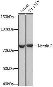 Antibody A308952-100 100 µl