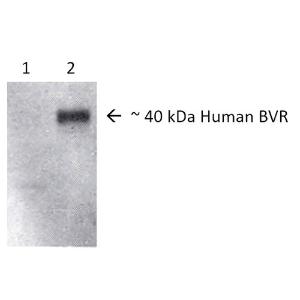 Antibody A304851-100 100 µg