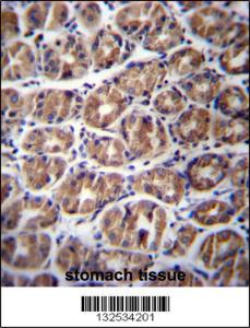 Anti-GPM6A Rabbit Polyclonal Antibody (HRP (Horseradish Peroxidase))