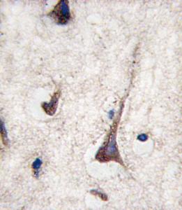 Anti-CD3G Rabbit Polyclonal Antibody (PE (Phycoerythrin))