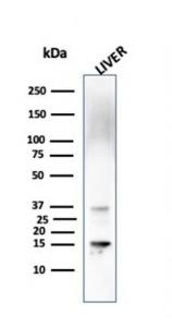 Western blot analysis of liver tissue lysate using Anti-Transthyretin Antibody [CPTC-TTR-1]