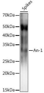 Anti-An-1 Rabbit Polyclonal Antibody