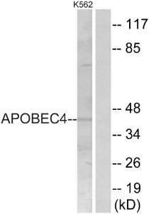 Western blot analysis of lysates from K562 cells using Anti-APOBEC4 Antibody The right hand lane represents a negative control, where the antibody is blocked by the immunising peptide