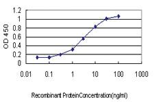 Anti-GMPS Mouse Monoclonal Antibody [clone: 1D10]